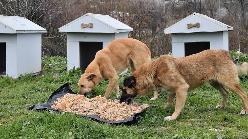 Beylikdüzü belediyesinden sokak hayvanlarına mama desteği
