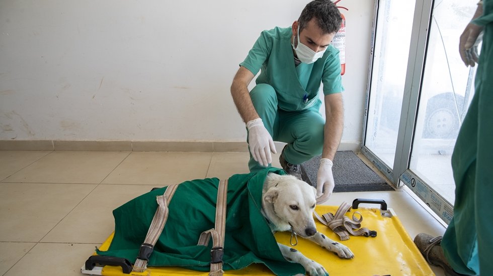 B&uuml;y&uuml;kşehir, 2021&rsquo;de 3 bin 700 sokak hayvanının yarasını sardı