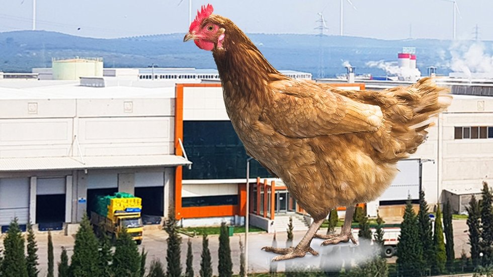 CHP'li Vekil sordu: Keskinoğlu Tavuk&ccedil;ulukta neler yaşandı?