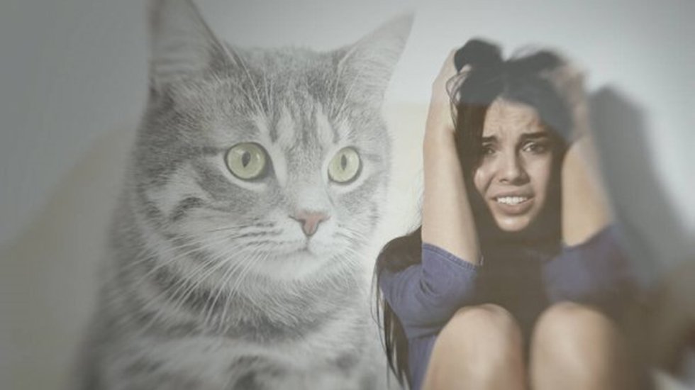 Kedi ve köpekten korkmanızın nedeni anne baba korkuları olabilir 