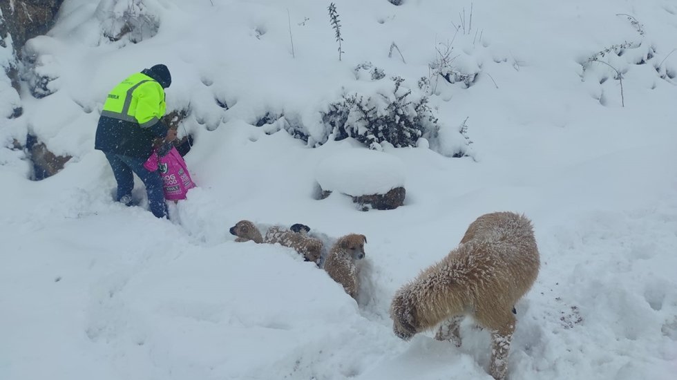 Sokaktaki hayvanları &ouml;lmemek i&ccedil;in onların yolunu g&ouml;zl&uuml;yor!