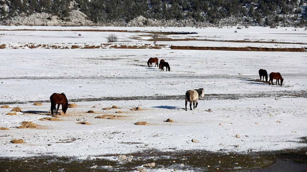 Yılkı atlarını a&ccedil; kalmadı
