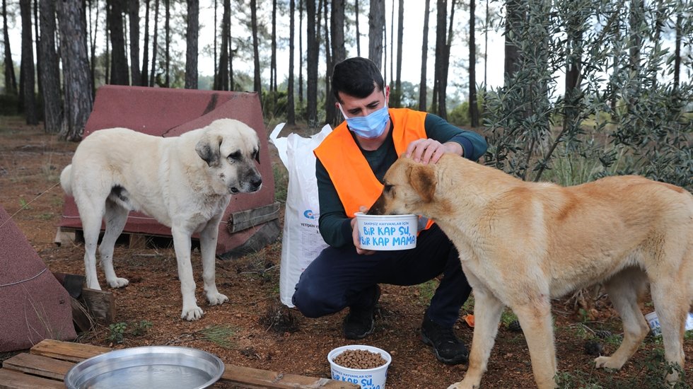 B&uuml;y&uuml;kşehir ormanlık alanda yaşamaya &ccedil;alışan hayvanları besledi&nbsp;