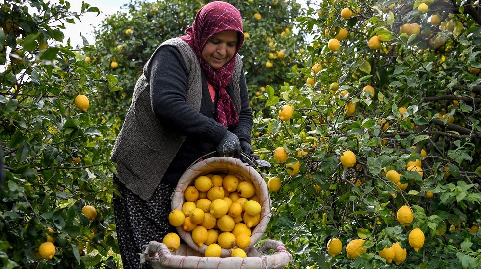 CHP&rsquo;li 4 B&uuml;y&uuml;kşehir belediyesi limonlar dalda kalmasın dedi&hellip;