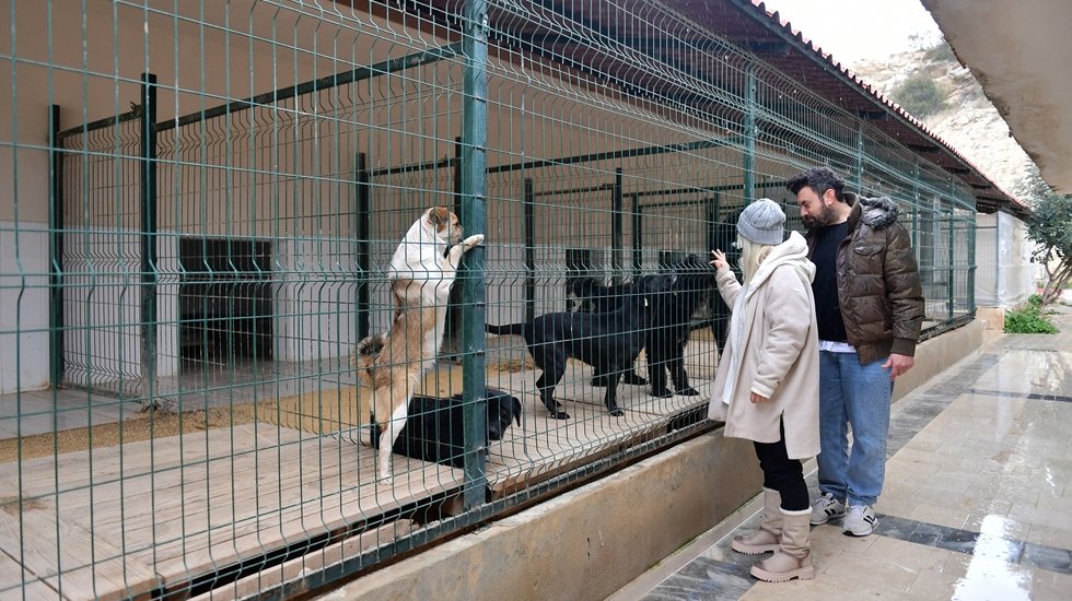 Lütfen satın, sahiplenin ve barınakları sık sık ziyaret edin...