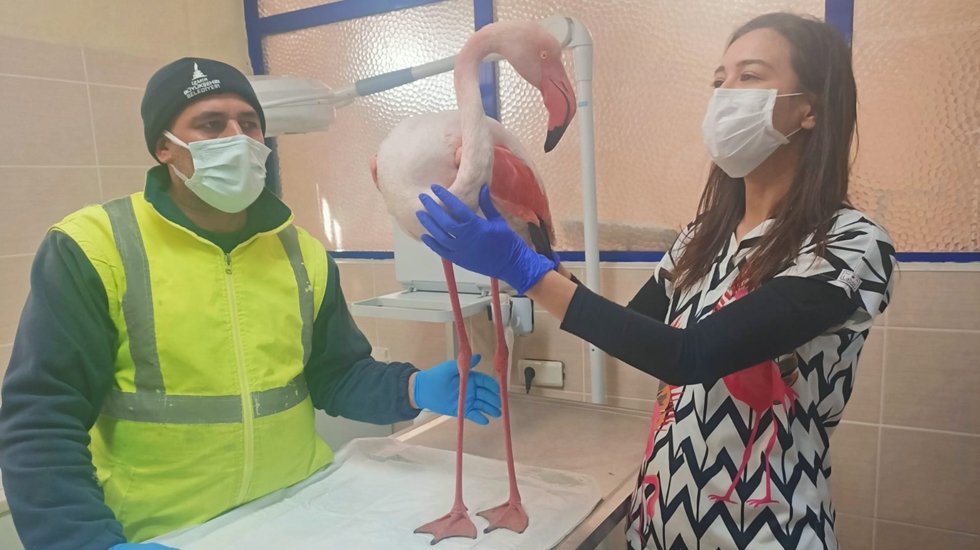 Uçamayan flamingo için veterinerler seferber oldu