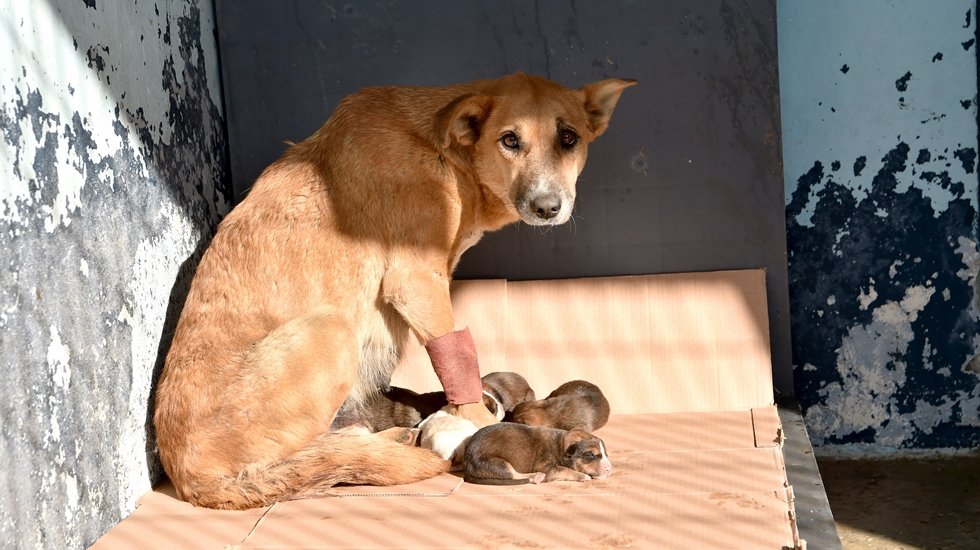 Zehirlenen hamile köpek 5 yavru dünyaya getirdi