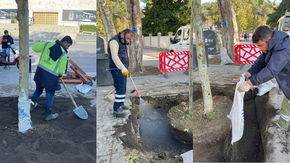 2021’de 73 kanserli ağaca müdahale edildi
