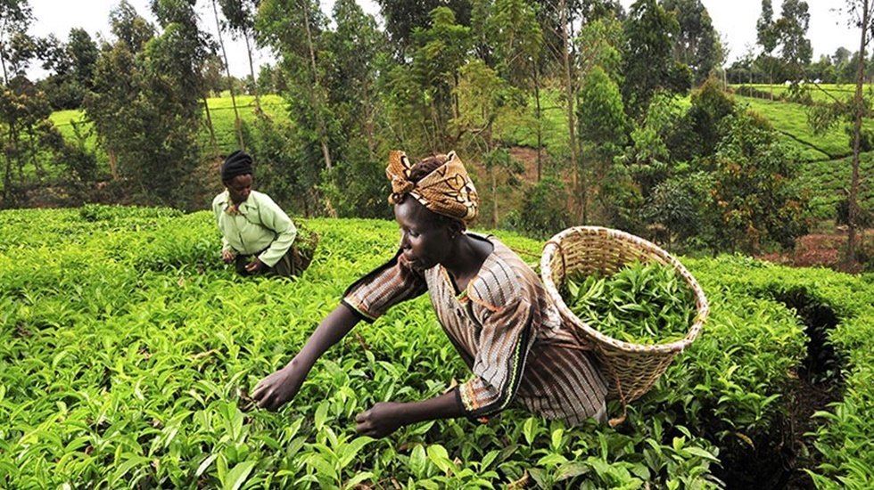 CHP&rsquo;li Başevirgen, tarımda Sudan ger&ccedil;eğini tek tek a&ccedil;ıkladı