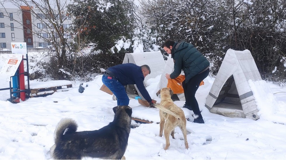 İzmit Belediyesi sokak hayvanlarını mamasız bırakmıyor