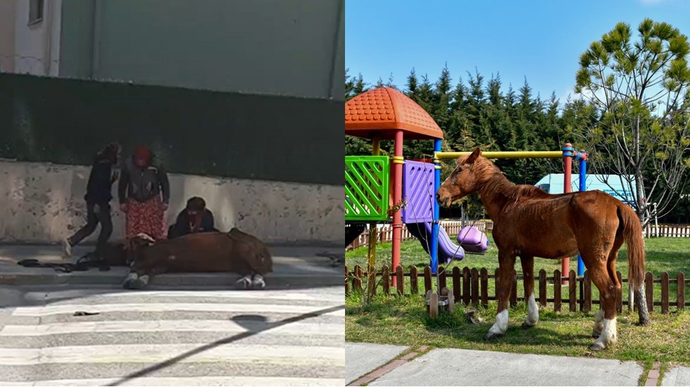 Sokakta yaralı ve bitkin bir şekilde bulunan atı Esenyurt belediyesi kurtardı