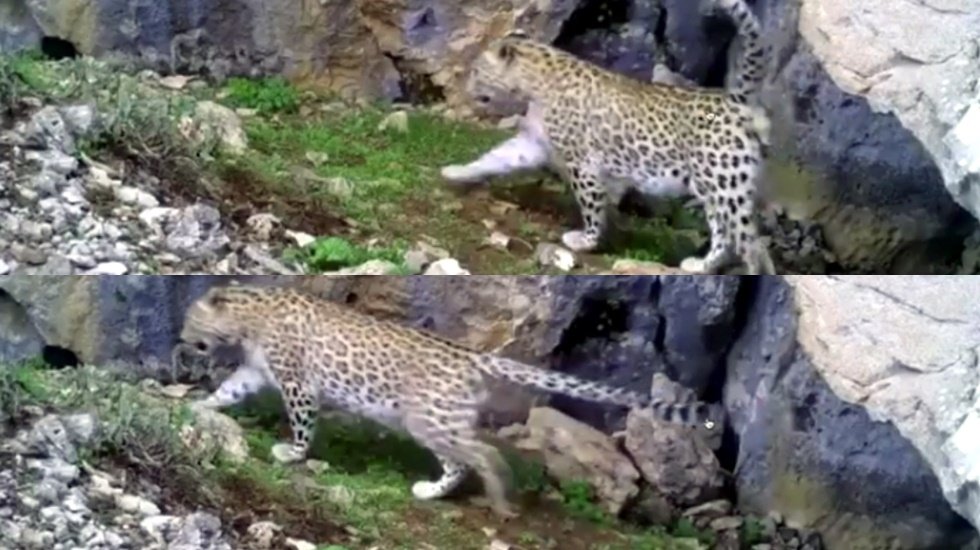 Antalya Toroslar da leopar g&ouml;r&uuml;nt&uuml;lendi