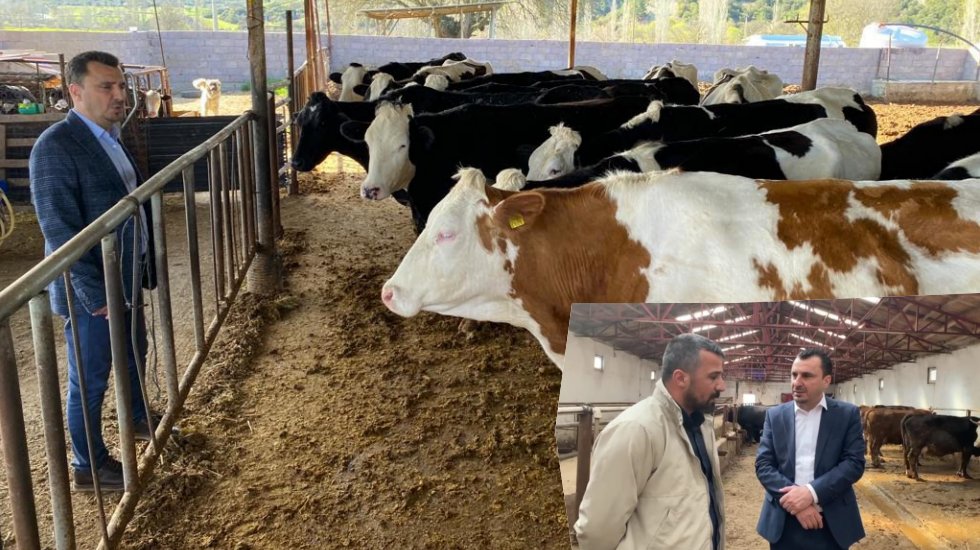 Besiciler dertli: Kendi &ccedil;iftliğimizde &ccedil;oban olduk
