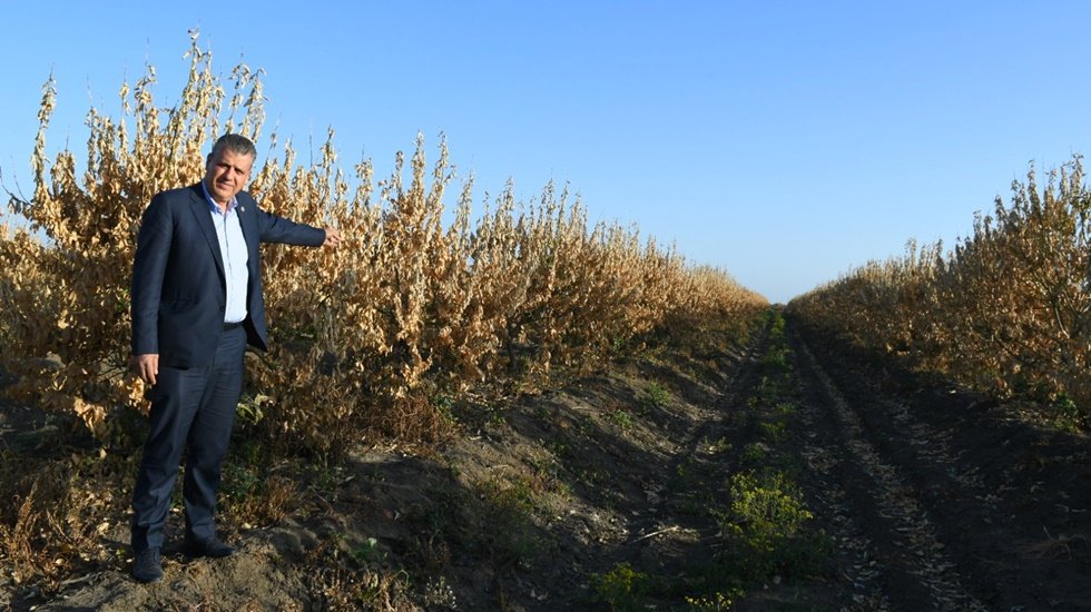 Felaket g&ouml;r&uuml;nt&uuml;leri&hellip; Limon ağa&ccedil;ları kurudu!