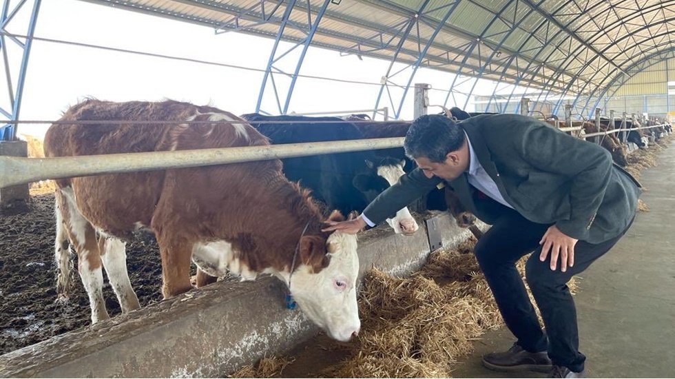 S&uuml;t hayvanları kesime gidiyor&hellip;