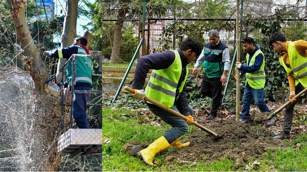 Teke b&ouml;ceği ile m&uuml;cadele&hellip; Kesilen ağa&ccedil;ların yerine yenisi dikiliyor