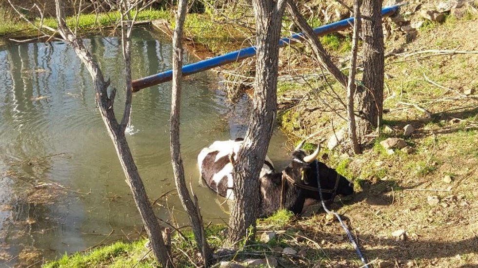 3 metre derinliğindeki sulama havuzuna d&uuml;şen ineği itfaiye kurtardı