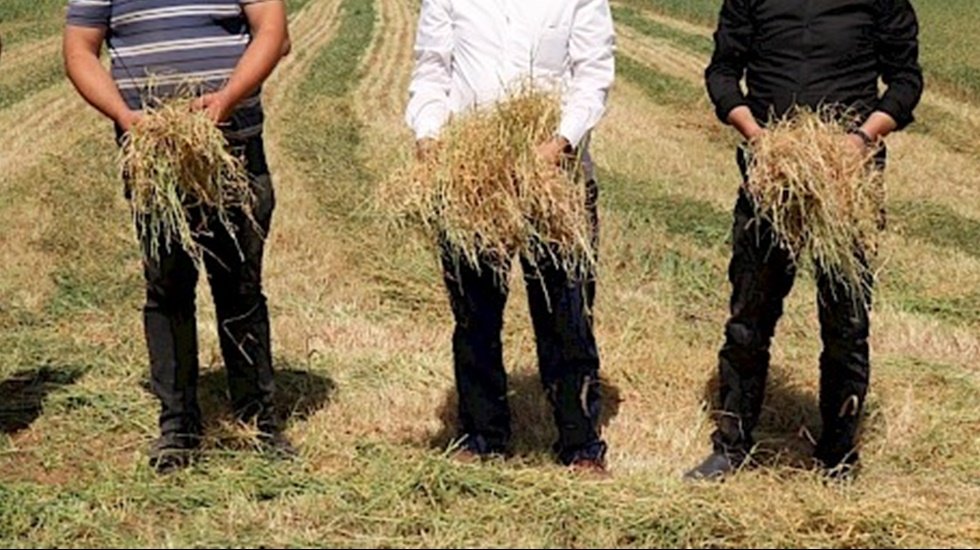 Afrika sıcakları &Ccedil;ukurova'da tarıma son darbeyi vurdu...