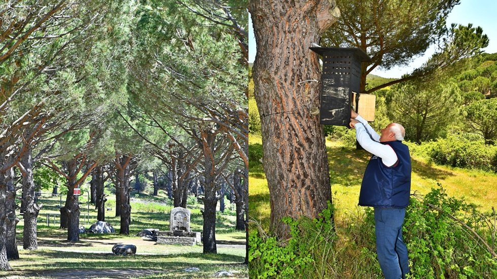 Bergama Kozak Yaylası'nda &ccedil;am fıstığı i&ccedil;in m&uuml;cadele s&uuml;r&uuml;yor