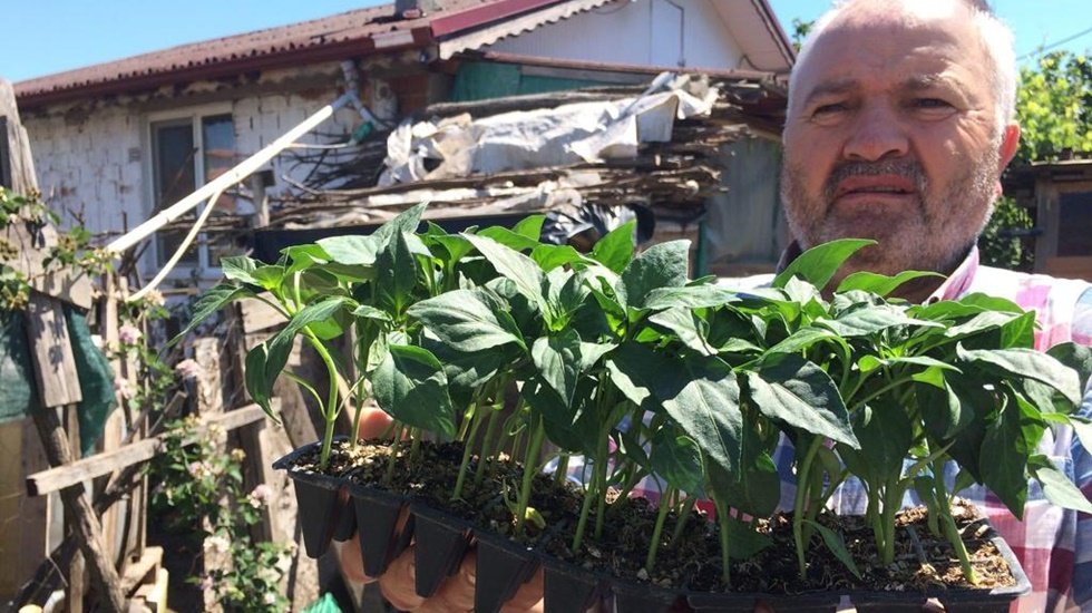 CHP Sakarya İl Başkanlığı, 75 Bin adet fide dağıtımı yaptı.