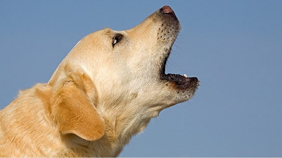 Köpekler Ezan sesini duyduklarında neden havlarlar…