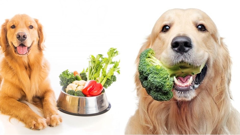 Köpeklerin yiyebileceği sebze meyve ve kuru yemişler