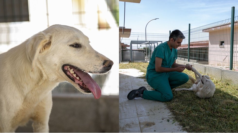 Sağlığına kavuşan &lsquo;Papi&rsquo; sahibini bekliyor