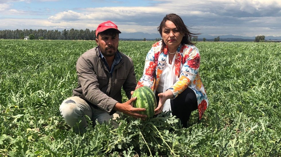 Y&uuml;ksek girdi ve ithal karpuz &uuml;reticiye darbe vuruyor