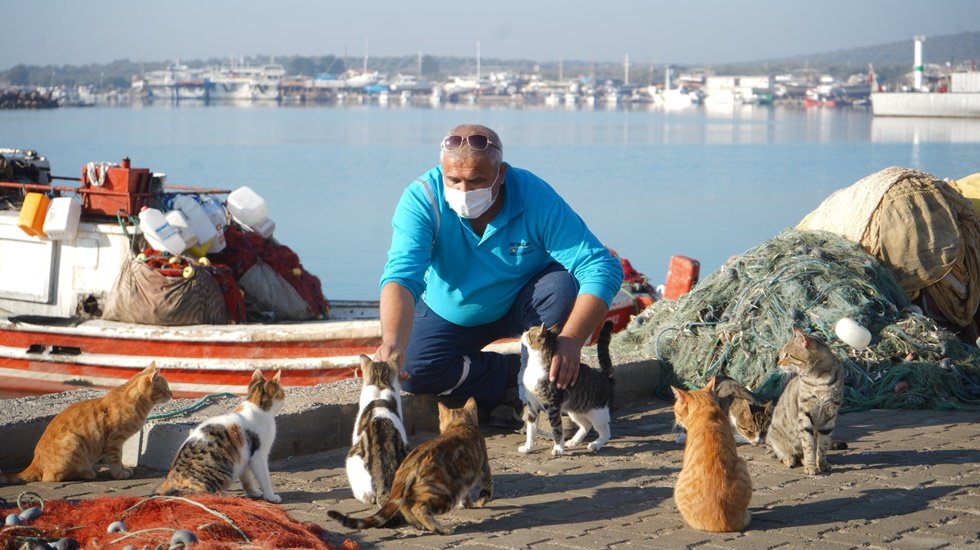 Ayvalık'ta son &uuml;&ccedil; yılda 5 bin 245 kedi ve k&ouml;pek kısırlaştırıldı