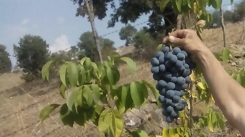 Bağcı isyan etti: &ldquo;Seneye bir d&ouml;n&uuml;m bile dikmem. Bağcılık işi bitti&rdquo;