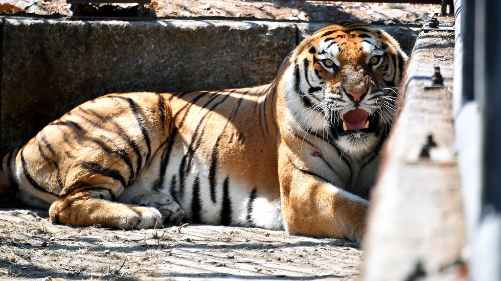 Bengal kaplanı Nazlı, doğa parkı’nda yerini aldı
