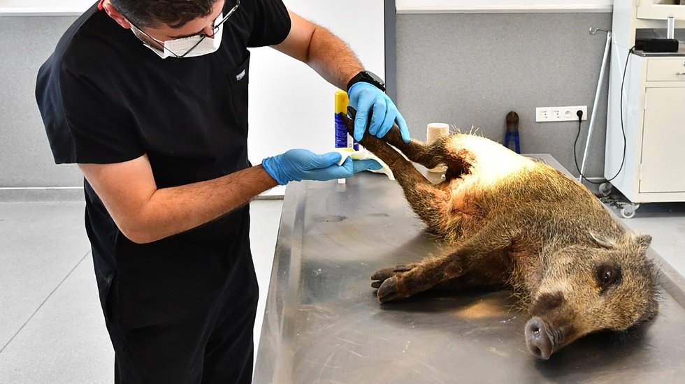 Bir aracın &ccedil;arparak yaraladığı yavru domuz tedavi altına alındı