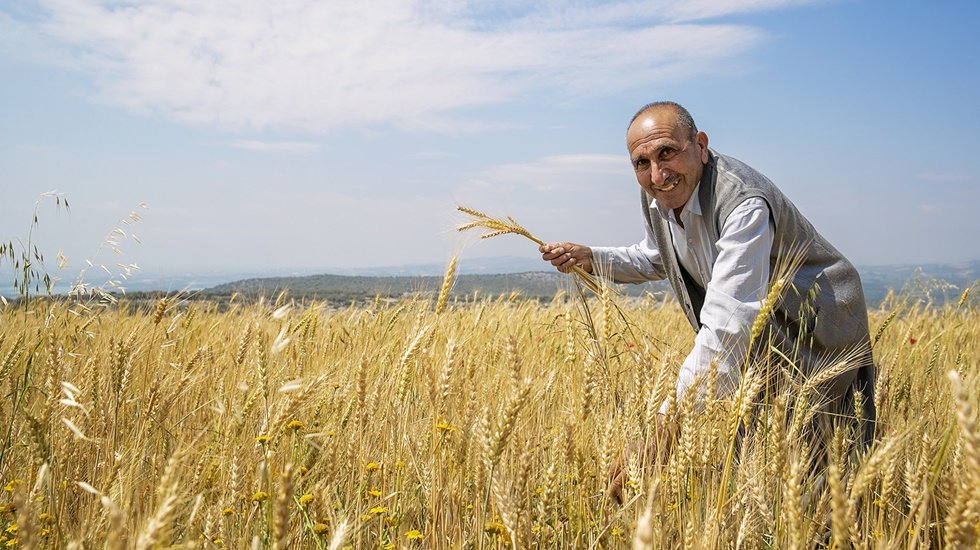 B&uuml;y&uuml;kşehir&rsquo;den buğday &uuml;retimine destek projesi