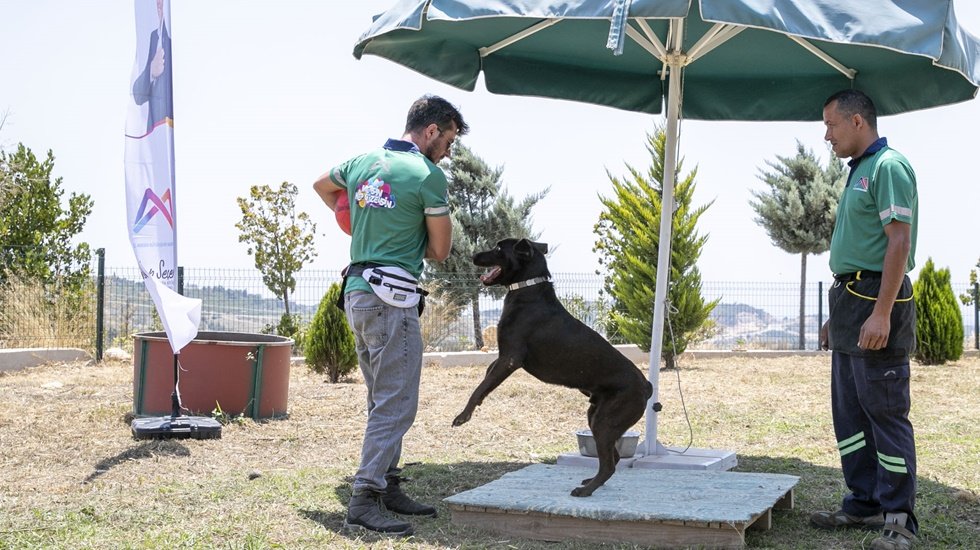 Eğitimden ge&ccedil;irilen tehlikeli ırklar artık birlikte oyun oynayıp zaman ge&ccedil;irebiliyor