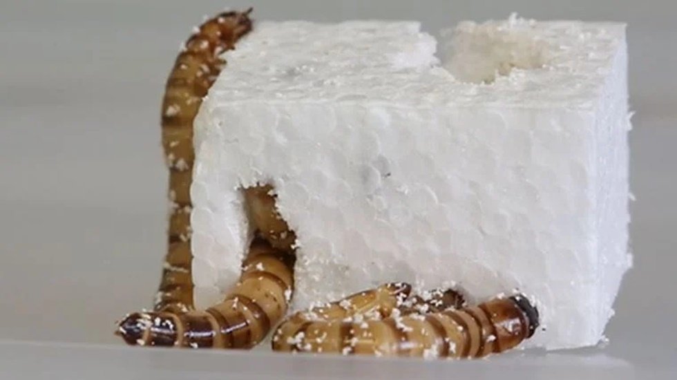 Geri d&ouml;n&uuml;ş&uuml;m de umut plastik yiyen s&uuml;per solucanlar