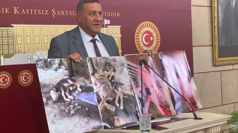G&uuml;rer: &ldquo;Bu fotoğraflara iyi bakın. Kesilen gebe ineklerden canlı &ccedil;ıkan buzağılar &ccedil;&ouml;pe gidiyor&rdquo;