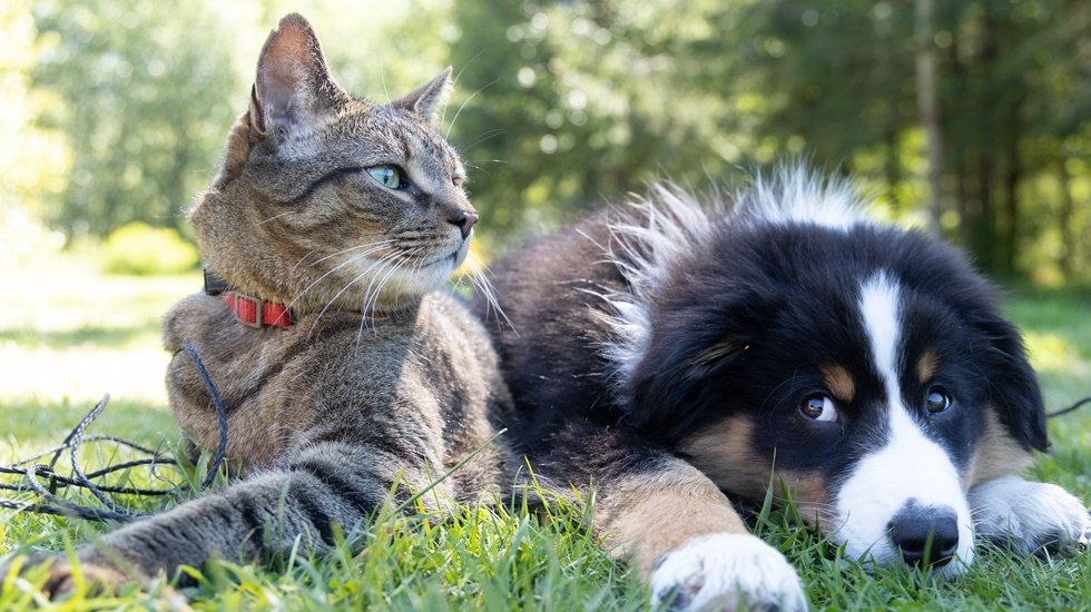 Evlerimizin vazgeçilmezi kedi ve köpeklere kök hücre tedavisi