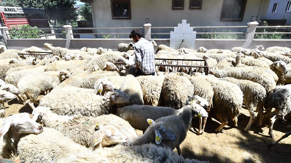 İBB&rsquo;nin desteği ile s&uuml;r&uuml;ler b&uuml;y&uuml;yor umutlar artıyor &nbsp;