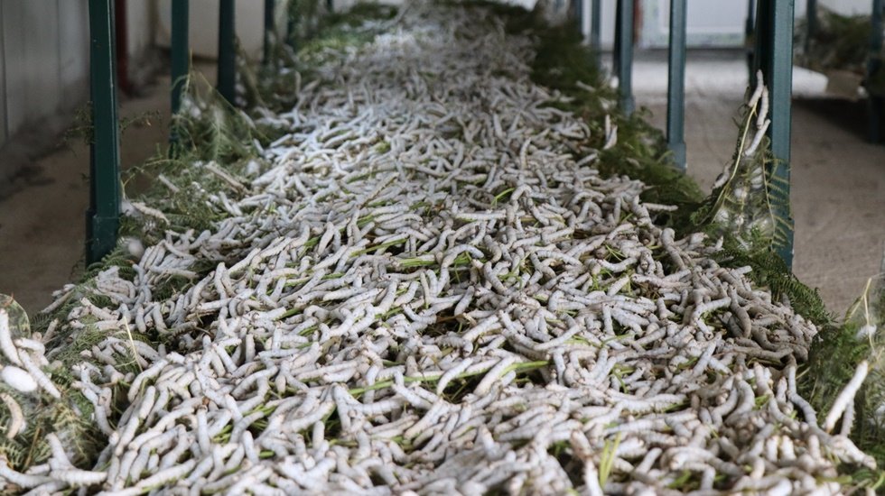 İpek B&ouml;ceği Besleme Evi&rsquo;nde koza hasadı...