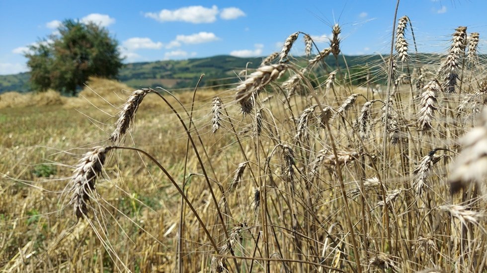 &Uuml;reticiler Nusrat buğday tohumunu beğendi
