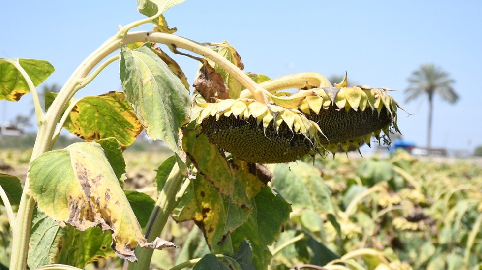 Ay&ccedil;i&ccedil;eği Tohumunda G&uuml;mr&uuml;k Vergisi Sıfırlandı