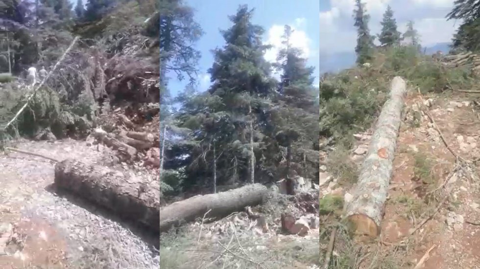 Yanan ağa&ccedil;lar mı, yoksa sağlam ağa&ccedil;lar mı kesiliyor?