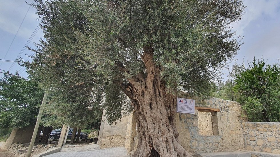 Yapılan araştırmada 820 yaşında olduğu belirlenen ağa&ccedil; koruma altına aldı