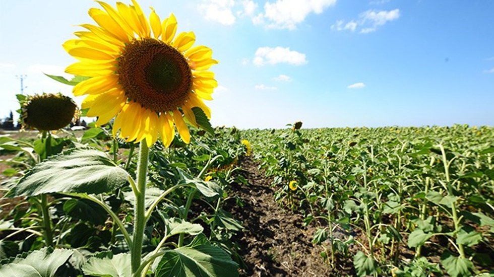 CHP'li Kaya&rsquo;dan ay&ccedil;i&ccedil;eği alım fiyatına tepki: &Ccedil;ift&ccedil;i perişan edildi"