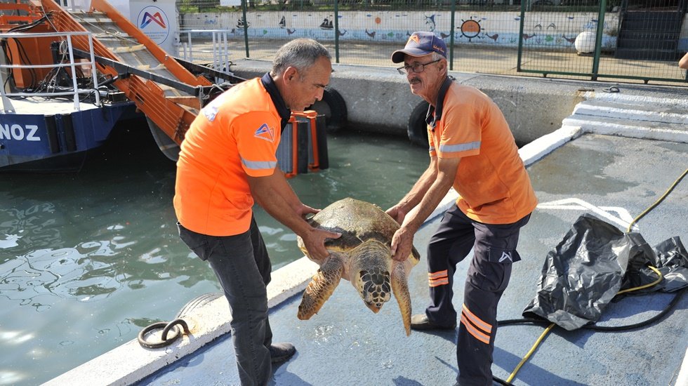 Yaralı Caretta Mersin Deniz Kaplumbağası Hastanesine teslim edildi.