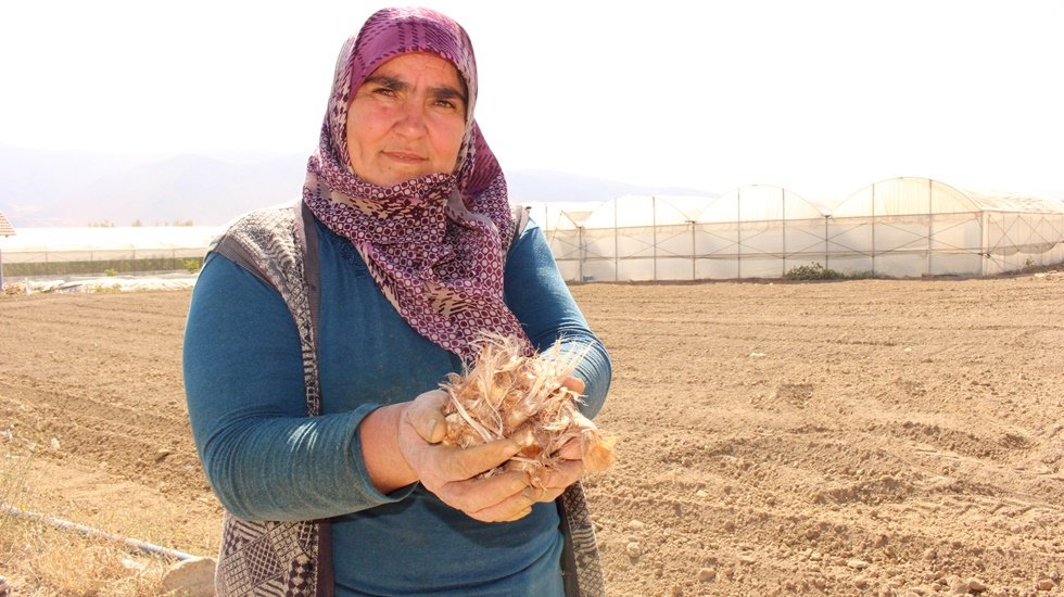 Altın bitki safran Elmalı topraklarıyla buluştu