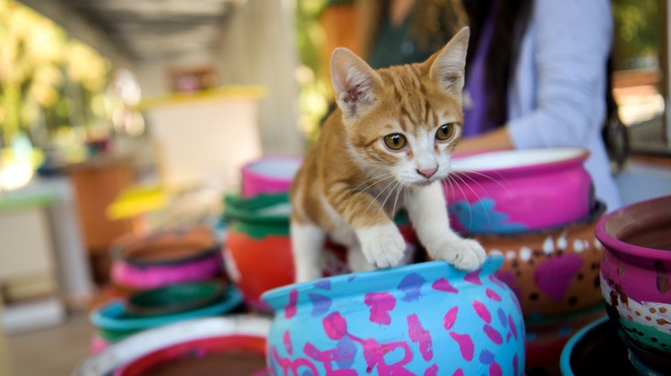 Bornova&rsquo;da sokak hayvanlarına &ouml;zel ilgi