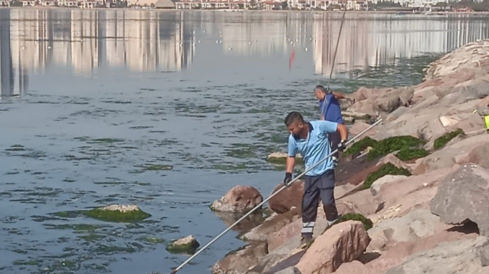 K&ouml;rfez&rsquo;de oluşan deniz marullarının temizlenmesi karadan ve denizden s&uuml;rd&uuml;r&uuml;l&uuml;yor