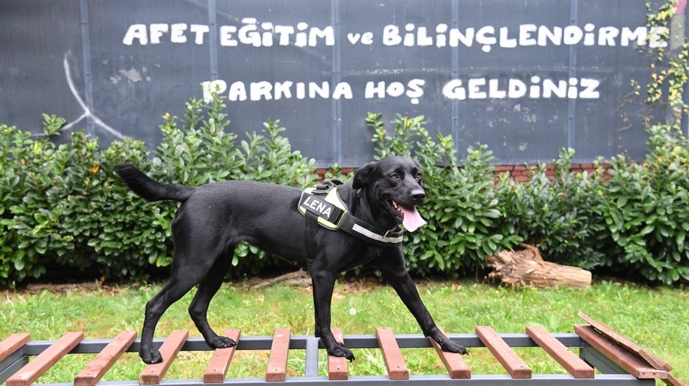 Türkiye’de sertifikalı 38 köpekten birisi de Lena 