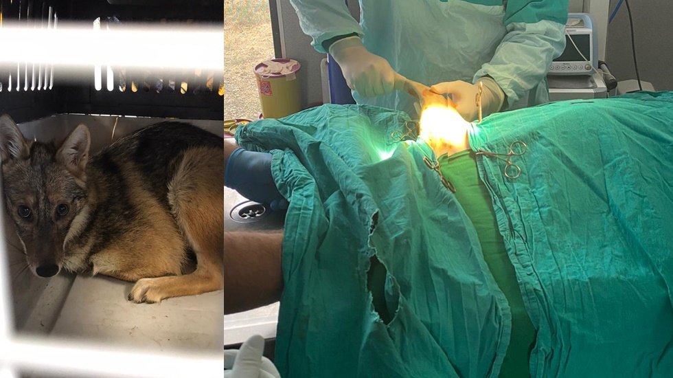 Ara&ccedil; &ccedil;arpmasıyla yaralanan &ccedil;akal ameliyat edildi